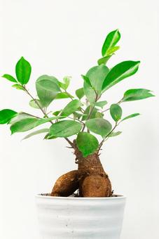 ガジュマルの仕立て ガジュマル,鉢植え,仕立ての写真素材