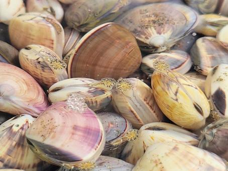 海水の中で水管を出すのハマグリ 海水の中で水管を出すのハマグリ ハマグリ,砂抜き,塩抜きの写真素材