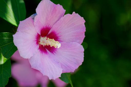 Rose of Sharon ⑺, JPG Rose of Sharon ⑺, JPG