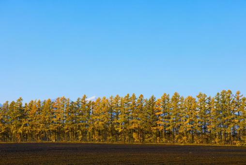 カラ松の紅葉 カラマツ,防風林,紅葉の写真素材
