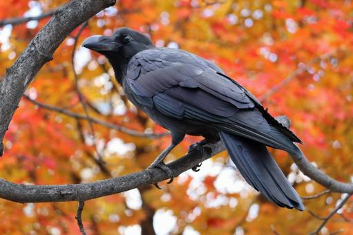 カラス 鳥,野鳥,野生の写真素材