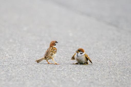 スズメ(42) スズメ(42)の写真