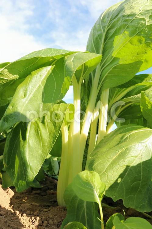 畑のチンゲンサイ（青梗菜）と青空 チンゲンサイ,青梗菜,野菜の写真素材