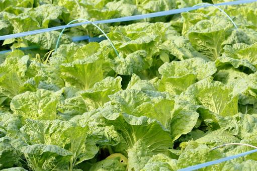 白菜の畑 白菜,畑,野菜の写真素材