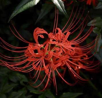 彼岸花 彼岸花の写真