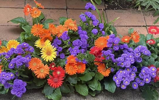 Photo, flower, multicolored flowers, flour, 