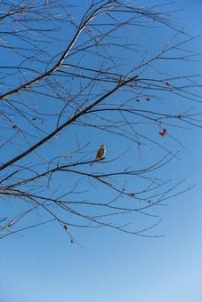 青空と枯れ枝に佇む小鳥の写真