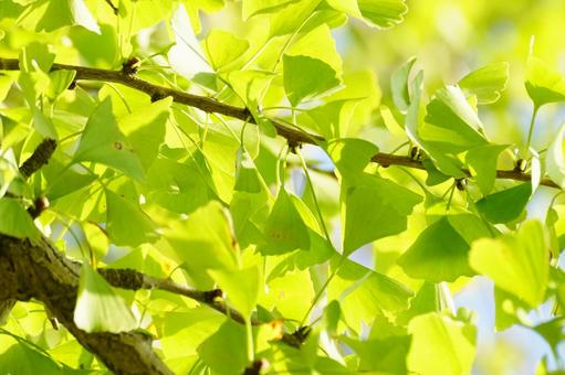 イチョウ イチョウ,葉,黄葉の写真素材