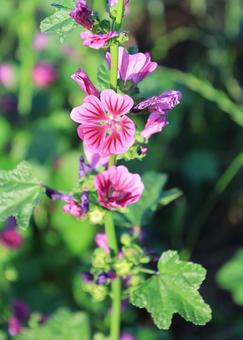 ゼニアオイ ゼニアオイ ゼニアオイ,銭葵,花の写真素材