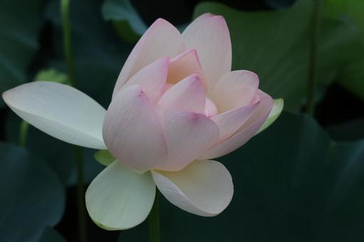Photo, lotus flower, bald, lotus, 