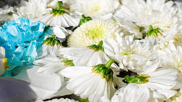 水面に浮かぶ花々の写真