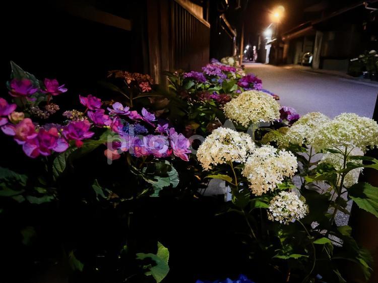 静かな夜道と紫陽花の花影 心和む風景,花と木の調和,和の装いの写真素材