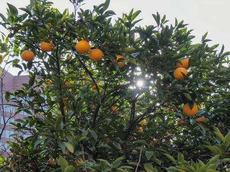 夏ミカンの木 果物,果樹,黄色の写真素材