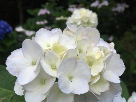 紫陽花 紫陽花の写真