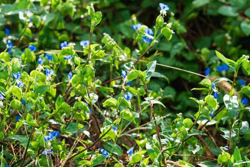 草むらで咲く可憐なツユクサの花 草むらで咲く可憐なツユクサの花 ツユクサ,草花,花の写真素材