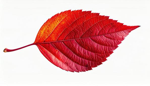 赤とオレンジのグラデーション葉 紅葉素材 赤とオレンジのグラデーション葉 紅葉素材の写真