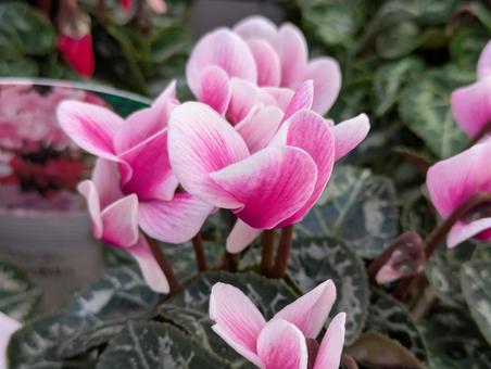 シクラメンの写真