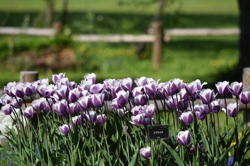 Purple Tulips 2, JPG Purple Tulips 2, JPG