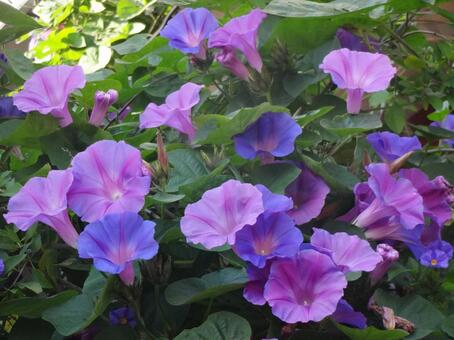 早起きが楽しくなる 朝顔,花,flowerの写真素材