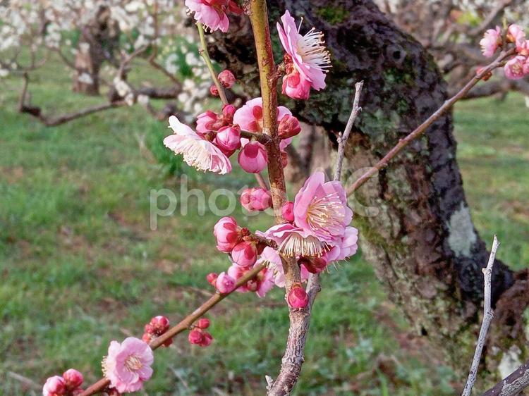 梅の花　東錦 東錦,梅,花の写真素材