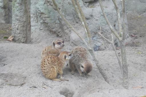 ミーアキャットの仲間 ミーアキャットの仲間の写真