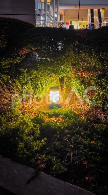 植栽の中でやさしく灯るガーデンライト ガーデンライト,照明,植栽の写真素材