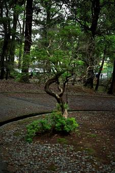 奈良の森林の中ですっくと立ち上がる木 木,公園,森林の写真素材