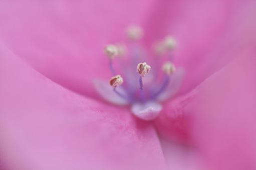 アジサイ アジサイの写真