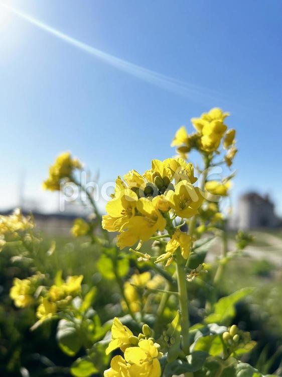 愛知県・愛知牧場　青空と菜の花 菜の花,菜の花畑,花畑の写真素材