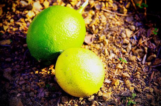 レモン レモンの写真