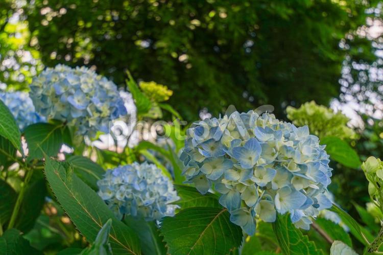 公園のアジサイ あじさい,アジサイ,初夏の写真素材