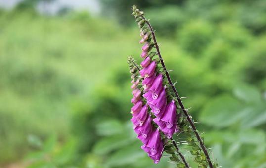 Photo, flower, purple, green, 