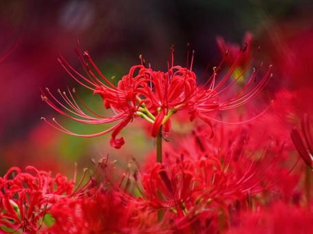 彼岸花 彼岸花の写真