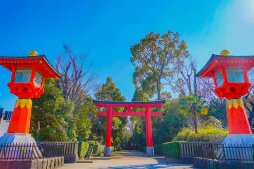 武蔵野市神社の参道 武蔵野市神社の参道 鳥居,参道,神社の写真素材