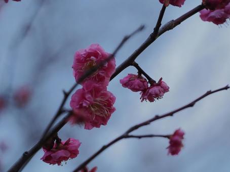 Photo, plum, early spring, pink, 