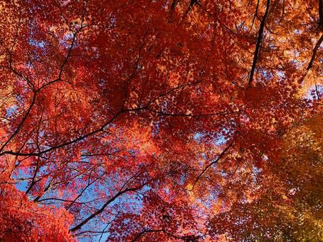Photo, autumn leaves, autumn, maple, 