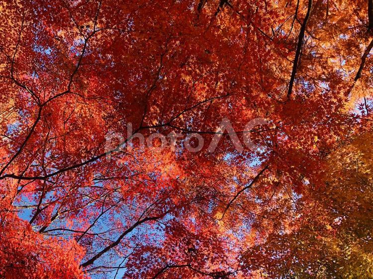 秋の紅葉　もみじやかえで 紅葉,秋,もみじの写真素材
