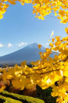 富士山 富士山,イチョウ,秋の写真素材