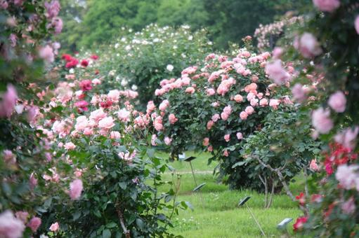 薔薇 薔薇の写真