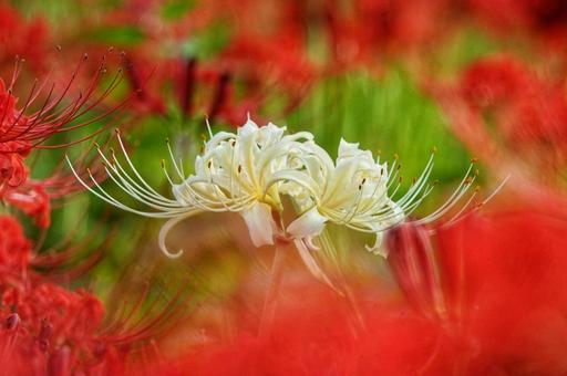 彼岸花に誘われての写真