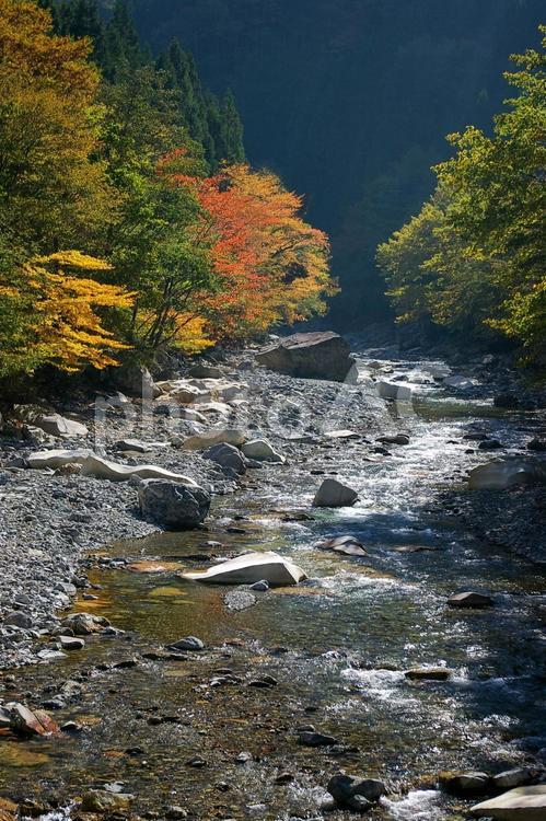 秋の紅葉と水の透き通った綺麗な渓流 渓流,モミジ,もみじの写真素材