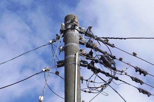 電信柱のとまるスズメの群れ07 すずめ,雀,電信柱の写真素材
