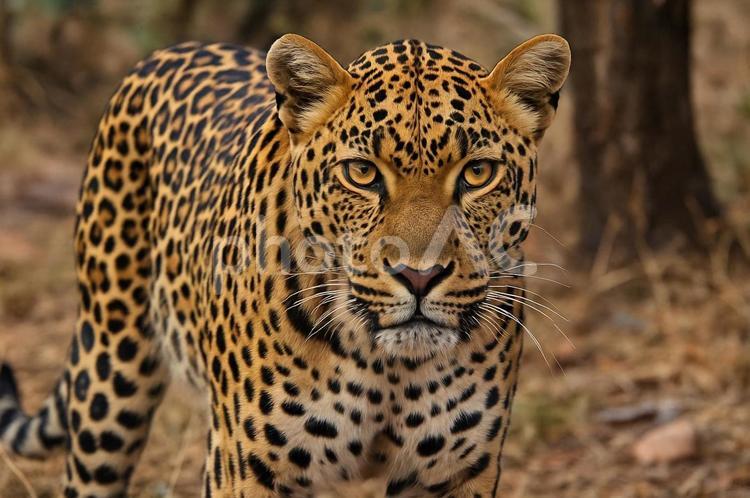 ヒョウの顔のクローズアップ ヒョウ,動物,野生動物の写真素材