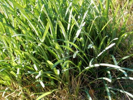 【彼岸花の写真】彼岸花の葉 彼岸花,葉,葉っぱの写真素材