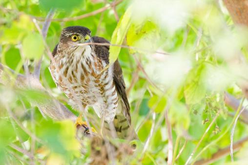 森の中にいるツミの幼鳥 ツミ,雀鷹,幼鳥の写真素材