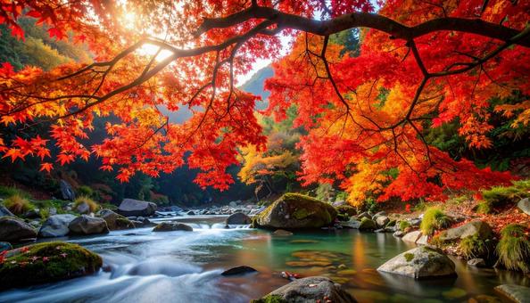 川沿いに生い茂る紅葉したモミジの木々 川沿いに生い茂る紅葉したモミジの木々の写真