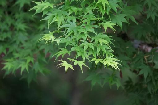 夏のもみじ③ もみじ,夏もみじ,深緑の写真素材