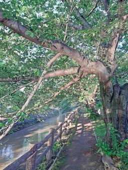 緑の遊歩道 緑の遊歩道 遊歩道,緑道,公園の写真素材