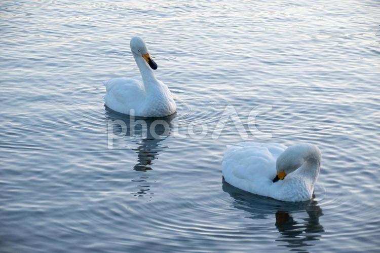 白鳥と鴨と瓢湖 コハクチョウ,羽ばたき,渡り鳥の写真素材