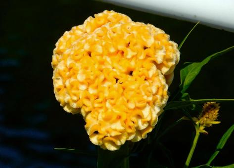 【花の写真】黄色いケイトウの花 【花の写真】黄色いケイトウの花の写真